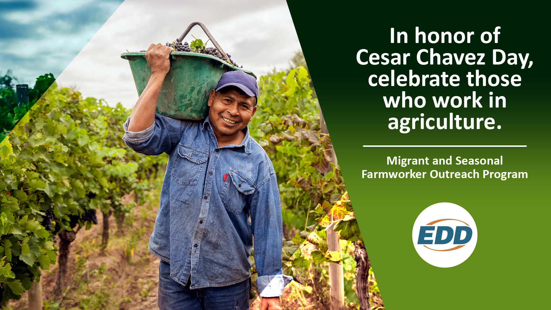 Smiling farmworker holding a bucket of grapes in a vineyard and text honoring farmworkers on Cesar Chavez Day.