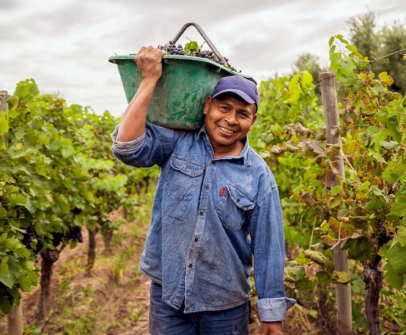 Man working in field holding a basket on his shoulder and smiling